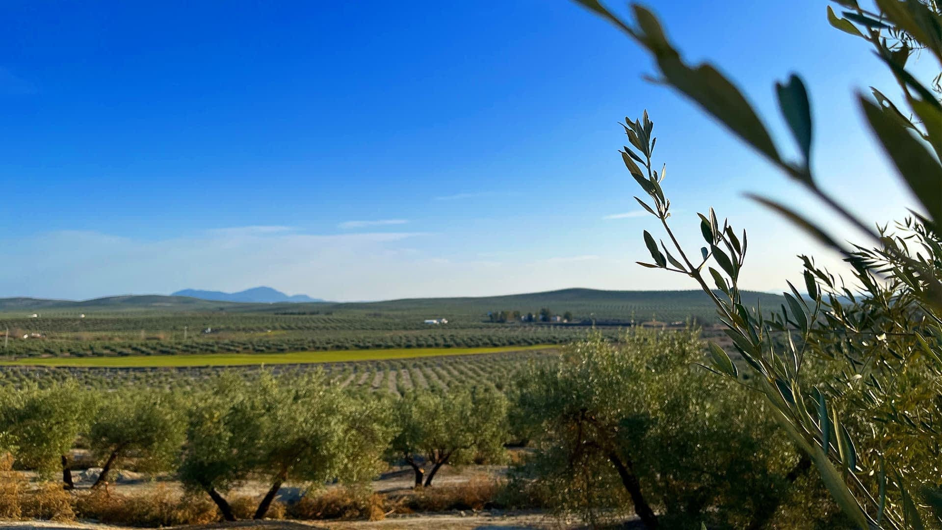 概况-最好的橄榄油生产业务-非洲-中东-Zeet-质量-是一个家族企业-橄榄油时代