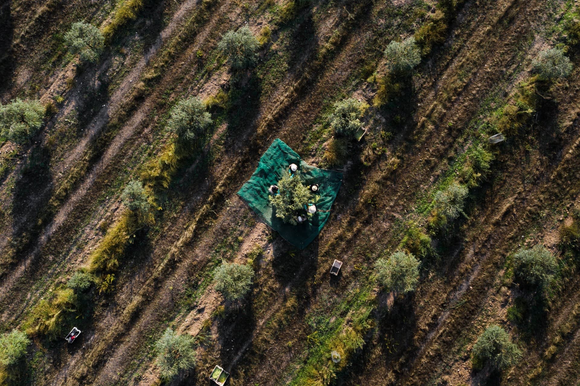 les-meilleures-concours-d'huiles-d'olive-production-europe-au-portugal-une-saison-difficile-se termine-avec-une-plus-forte-détermination-temps-de-l'huile-d'olive