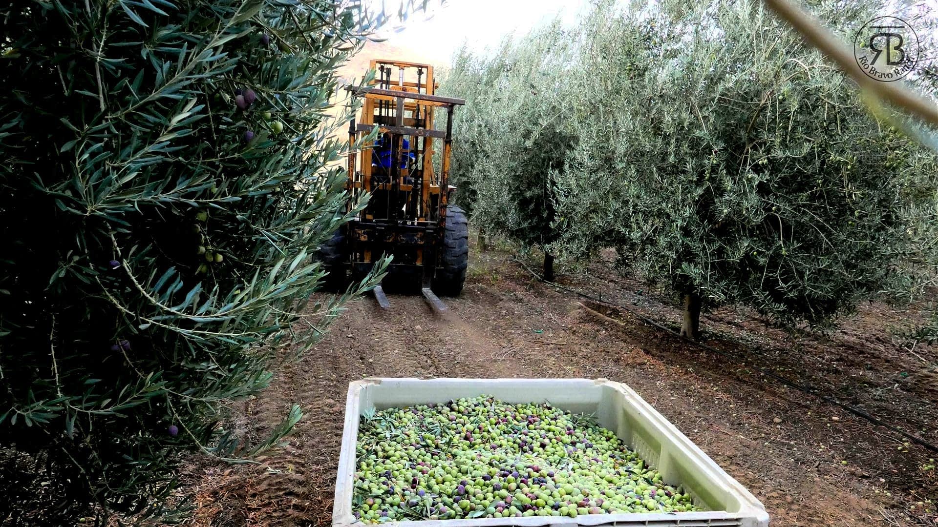 los-mejores-concursos-de-producción-de-aceites-de-oliva-norteamérica-los-productores-estadounidenses-capearon-una-temporada-difícil-y-surgieron-con-buenos-resultados-olive-oil-times
