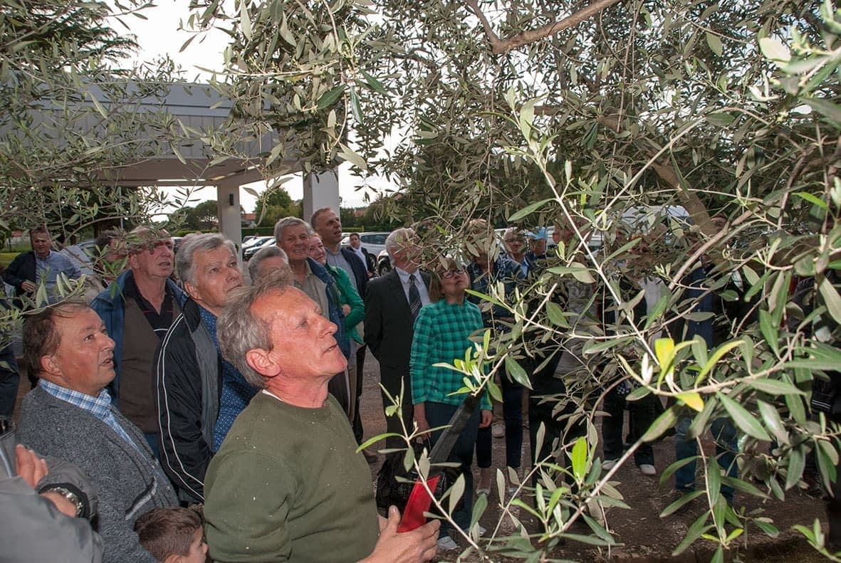 欧洲最好的橄榄油生产概况伊斯特拉的米勒大师解释了他在世界橄榄油时代竞争中的持续成功