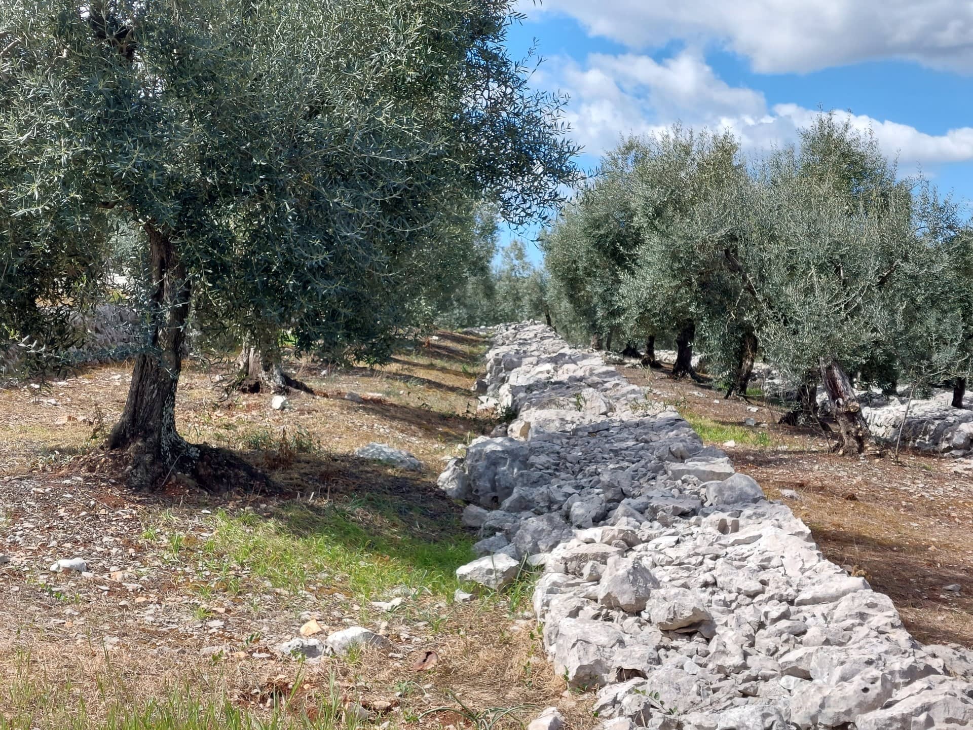 意大利中部生产商的最佳橄榄油生产竞赛欧洲质量在艰难收获橄榄油时代后大放异彩