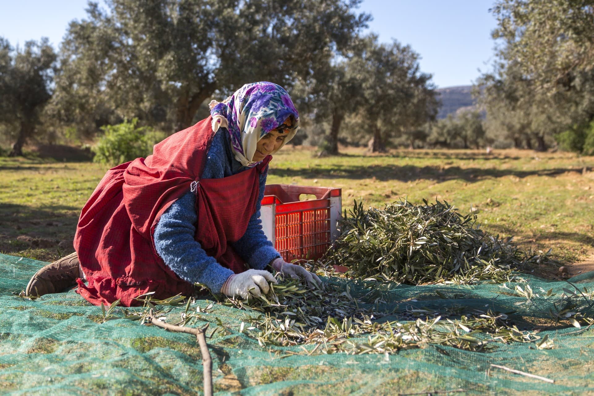 les-meilleures-concours-d'huiles-d'olive-production-afrique-moyen-orient-tunisiens-producteurs-célébrent-la-victoire-après-saison-en proie-à-la-sécheresse-huile-d'olive-times