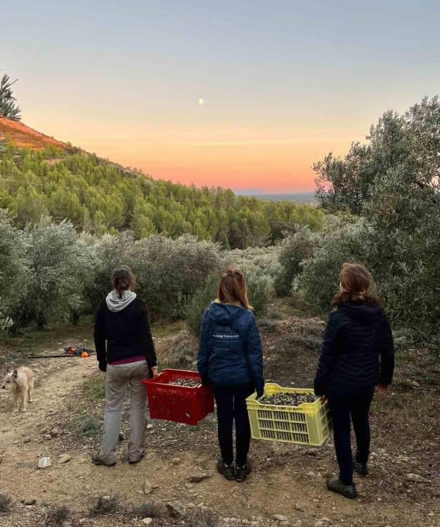 les-meilleures-concours-d'huiles-d'olive-production-europe-focus-sur-la-qualite-des-rendements-succes-pour-les-producteurs-en-france-olive-oil-times