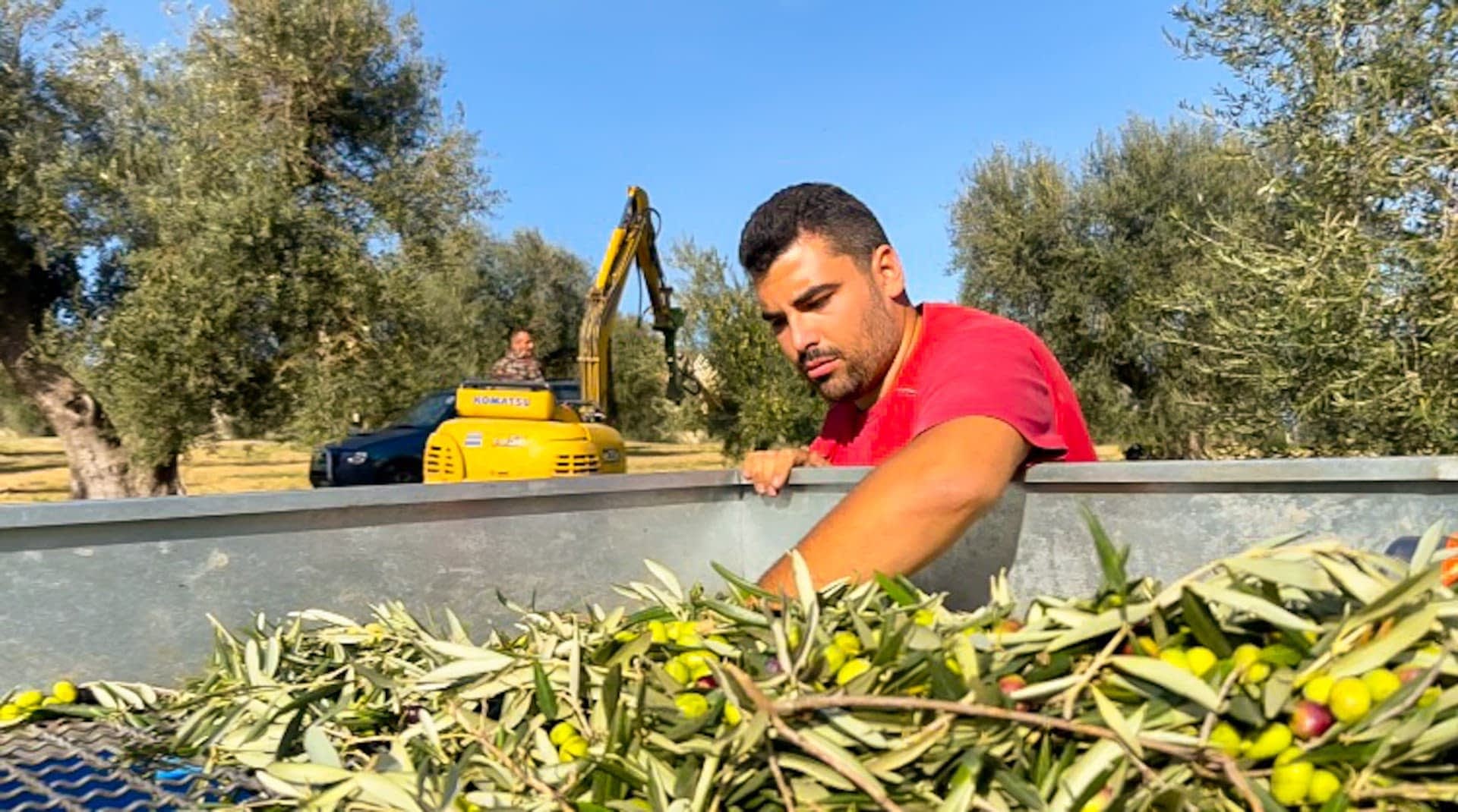 意大利南部生产商橄榄油时代最佳橄榄油生产欧洲传统技术产量获胜结果