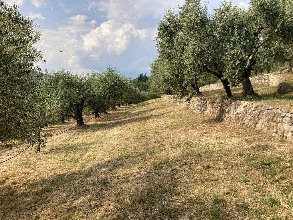 Profile-die-besten-Olivenöle-Produktion-Europa-Geduld-und-Investitionsrendite-preisgekröntes-Olivenöl-von-hills-of-verona-Olivenöl-Zeiten