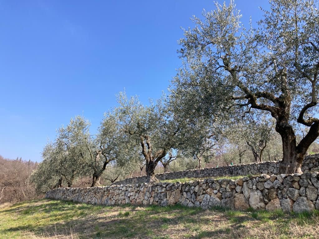 profiles-the-best-olive-oils-production-europe-patience-and-investment-yield-awardwinning-olive-oil-from-hills-of-verona-olive-oil-times