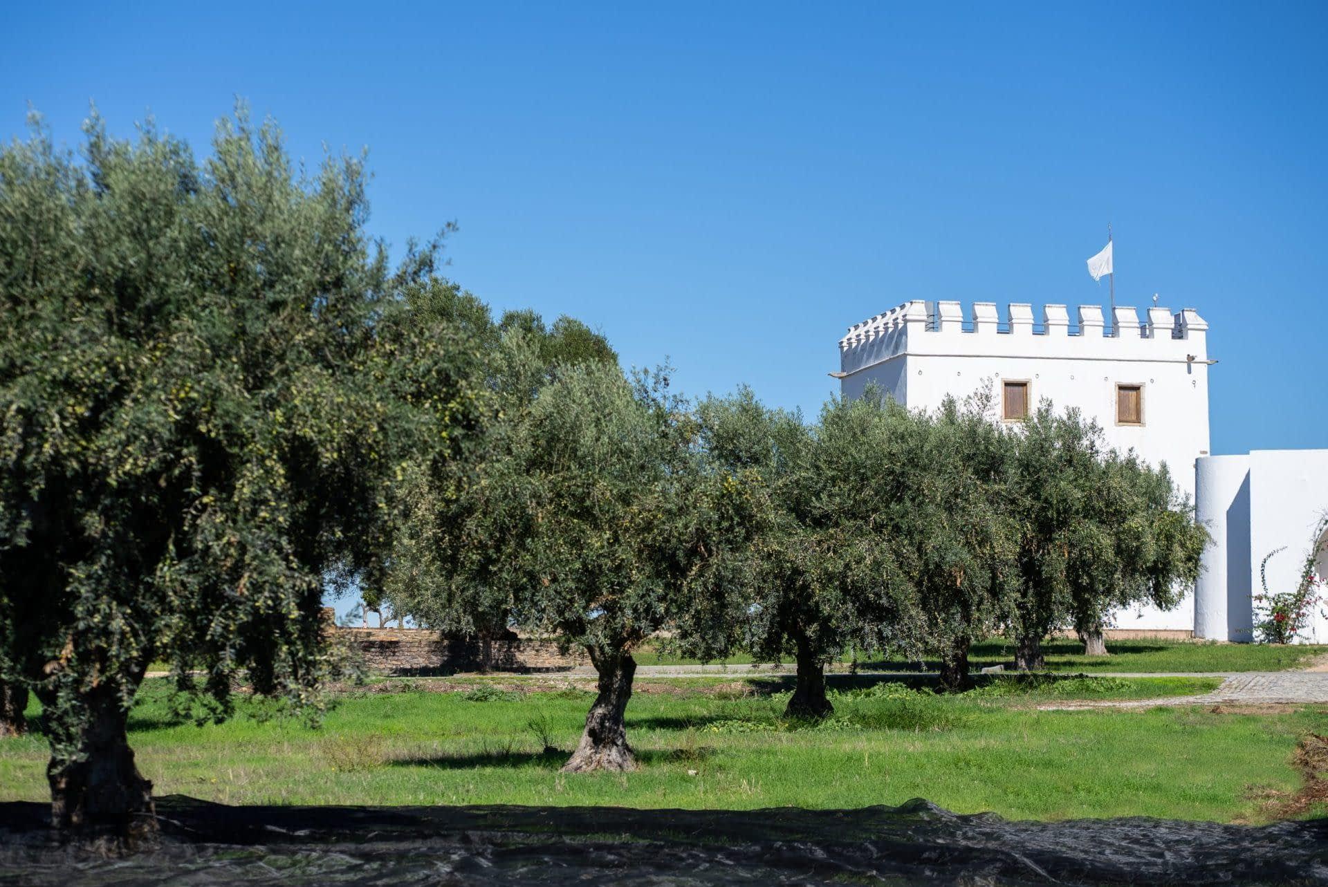 profiles-the-best-olive-oils-production-europe-esporao-celebrates-50th-anniversary-with-top-awards-for-organic-olive-oils-olive-oil-times