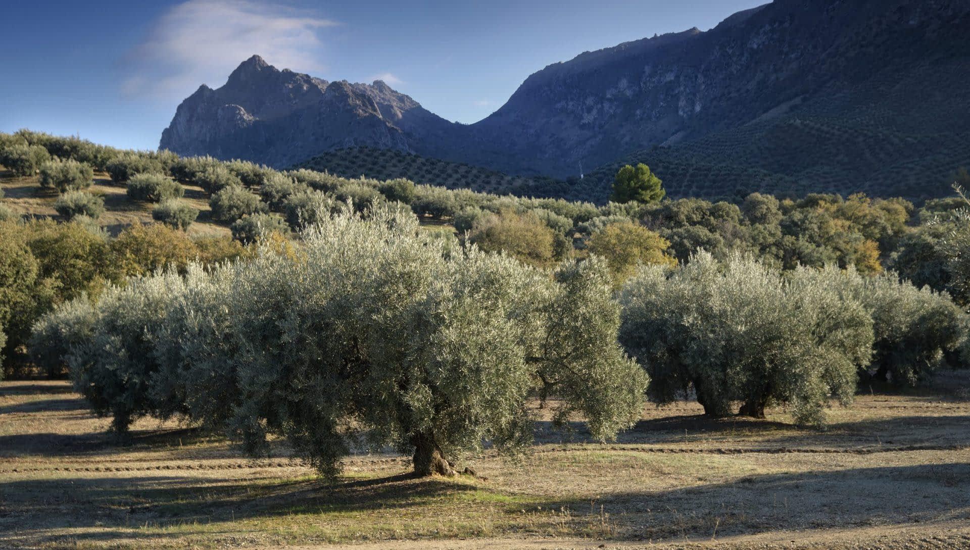 profils-mondiaux-amérique-du-nord-goya-espagne-gm-dit-que-le-potentiel-mondial-du-secteur-de-l'huile-d'olive-reside-dans-les-jeunes-consommateurs-olive-oil-times