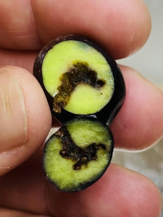 production-business-north-america-researchers-in-california-test-new-solutions-for-olive-fruit-fly-olive-oil-times