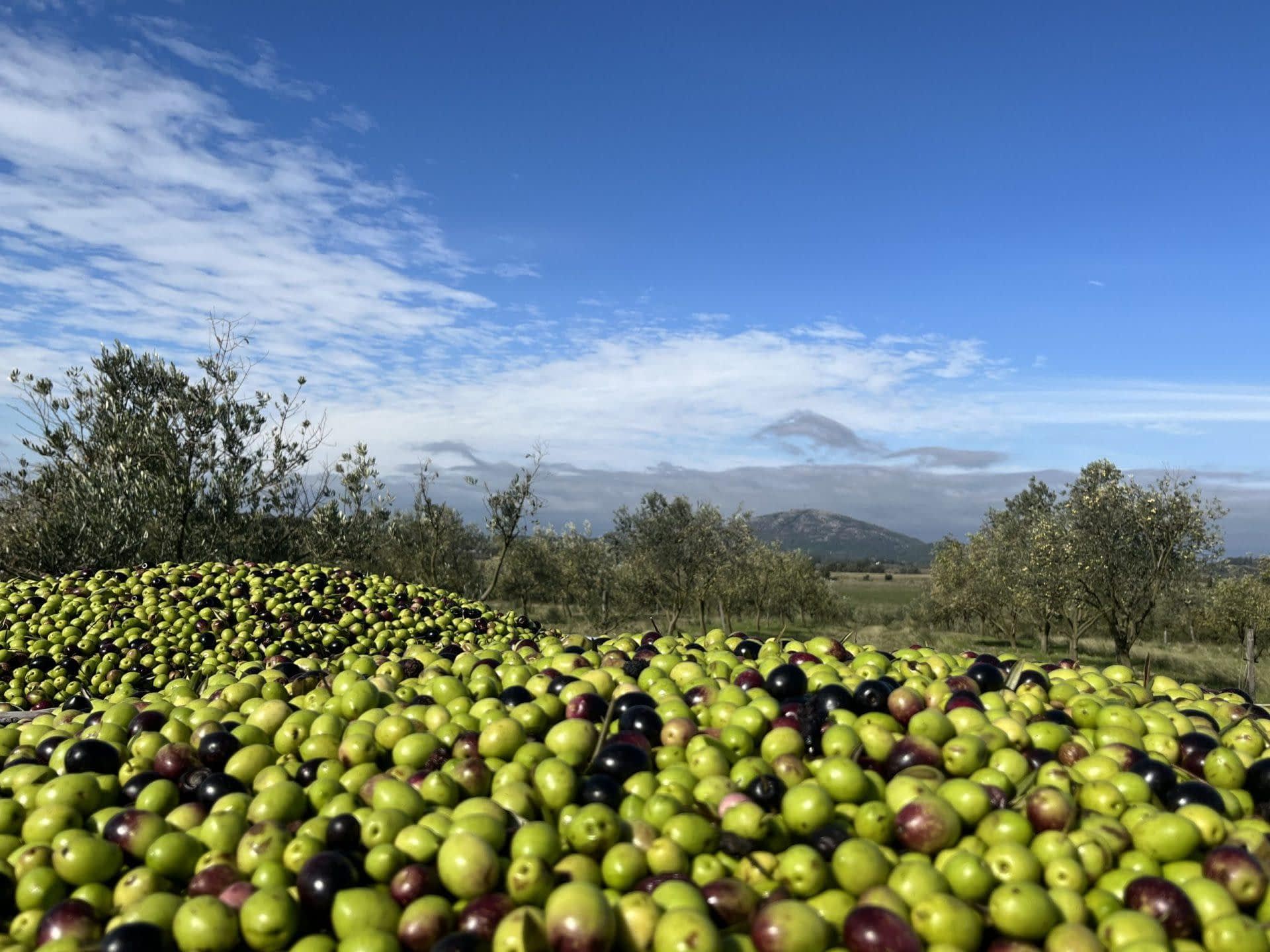 production-business-south-america-despite-drought-uruguay-anticipates-record-harvest-olive-oil-times