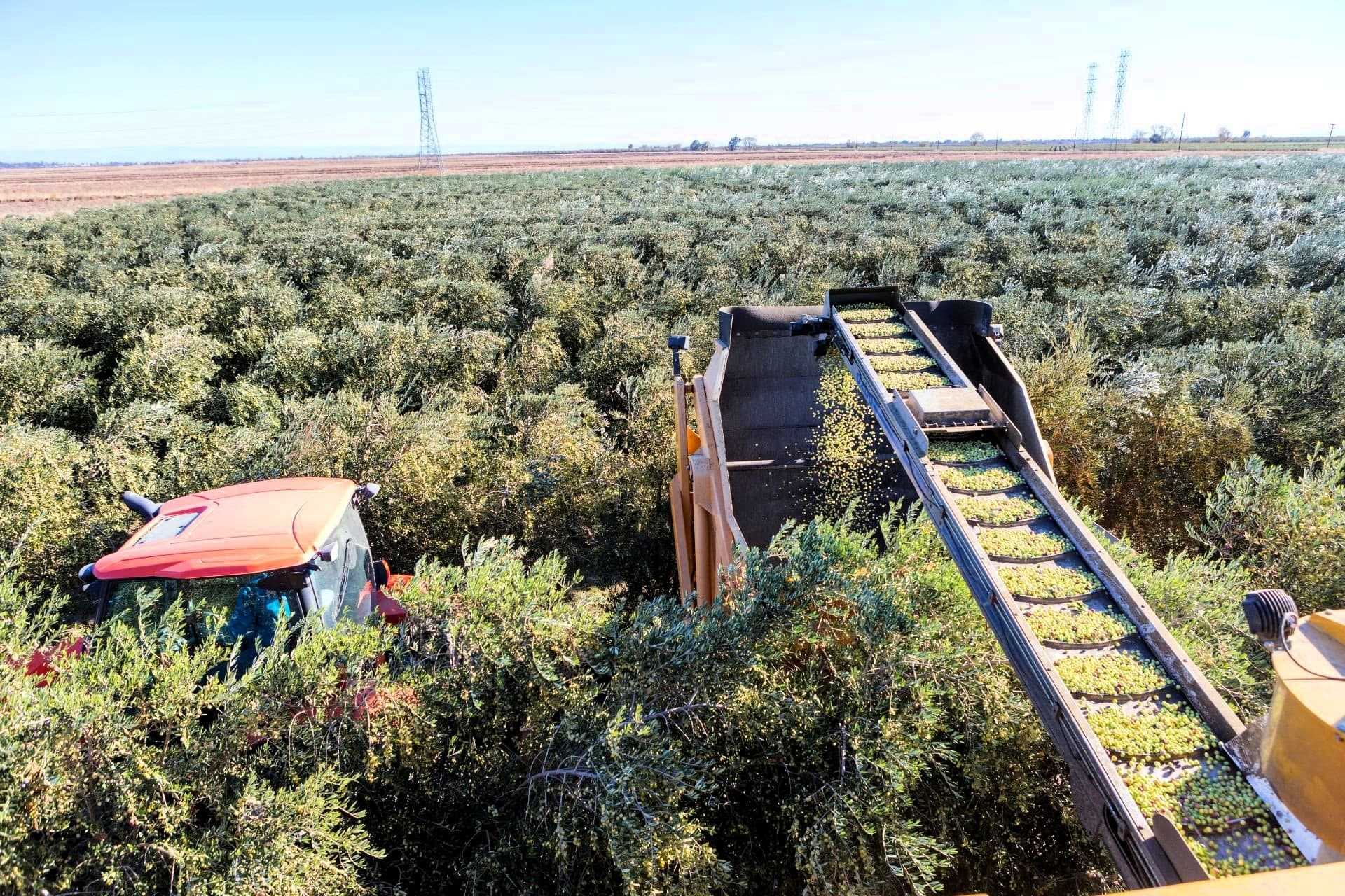 profiles-the-best-olive-oils-production-north-america-family-behind-organic-roots-adapts-as-california-drought-refuses-to-break-olive-oil-times