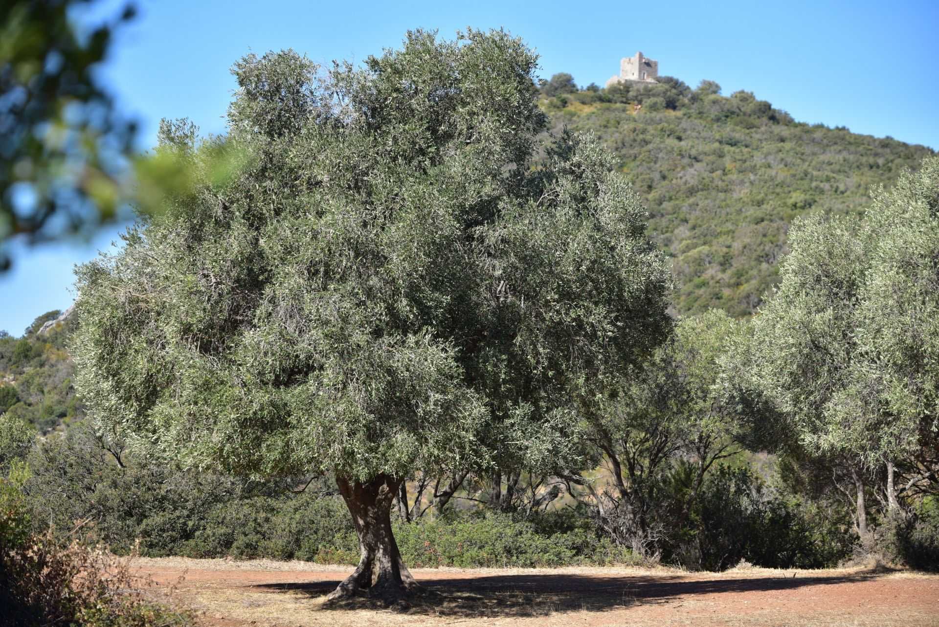 production-business-europe-social-farming-initiatives-in-italy-focus-on-environment-inclusion-olive-oil-times