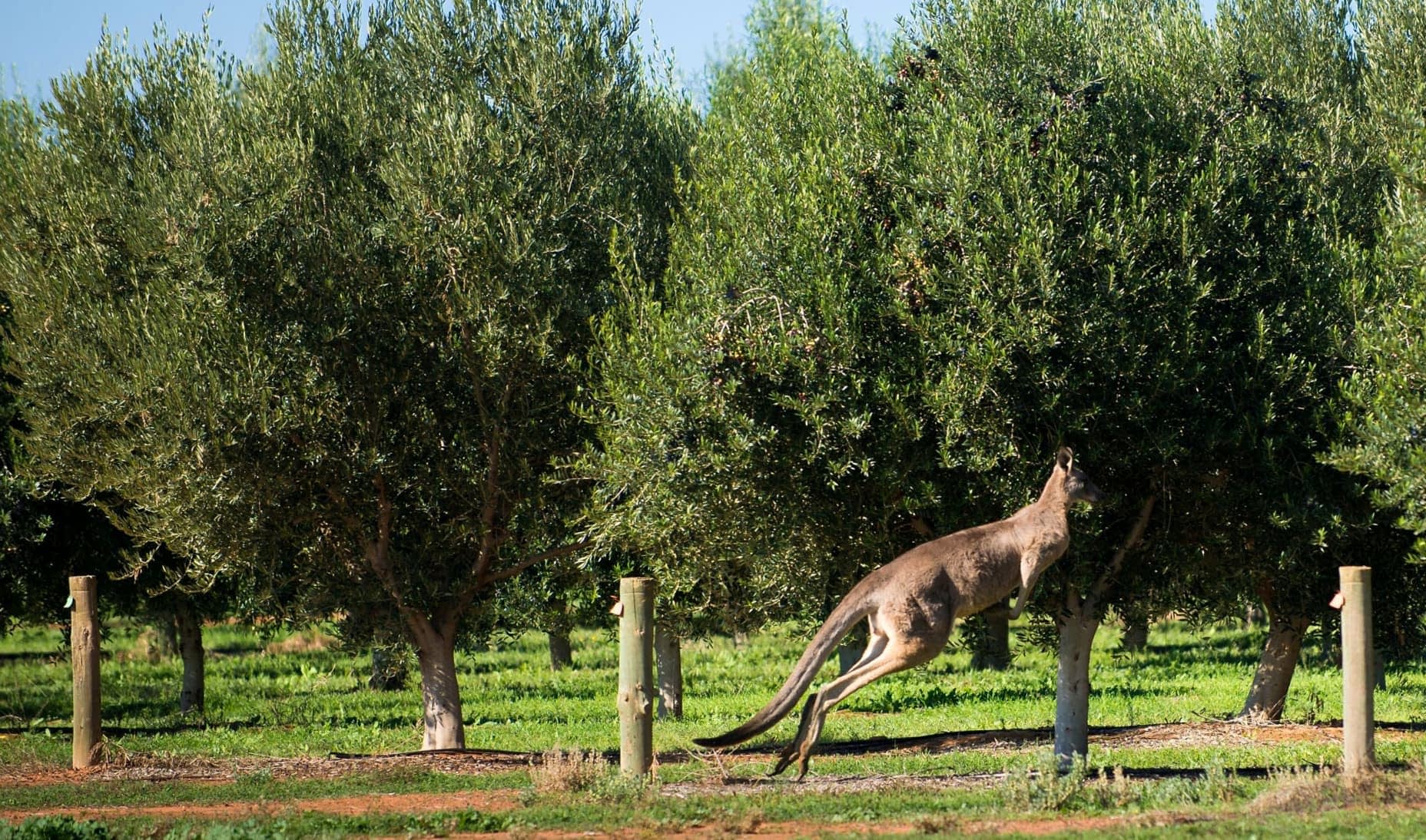 production-business-australia-and-new-zealand-australian-producers-face-mixed-fortunes-olive-oil-times