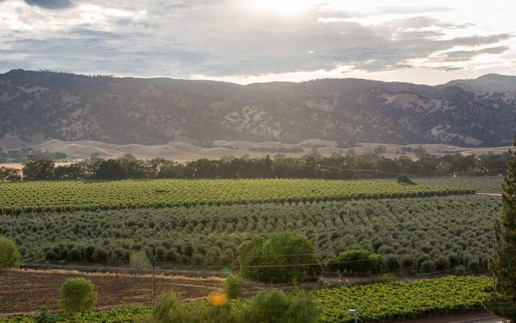 profiles-the-best-olive-oils-production-north-america-meet-the-native-american-tribe-behind-awardwinning-olive-oil-olive-oil-times