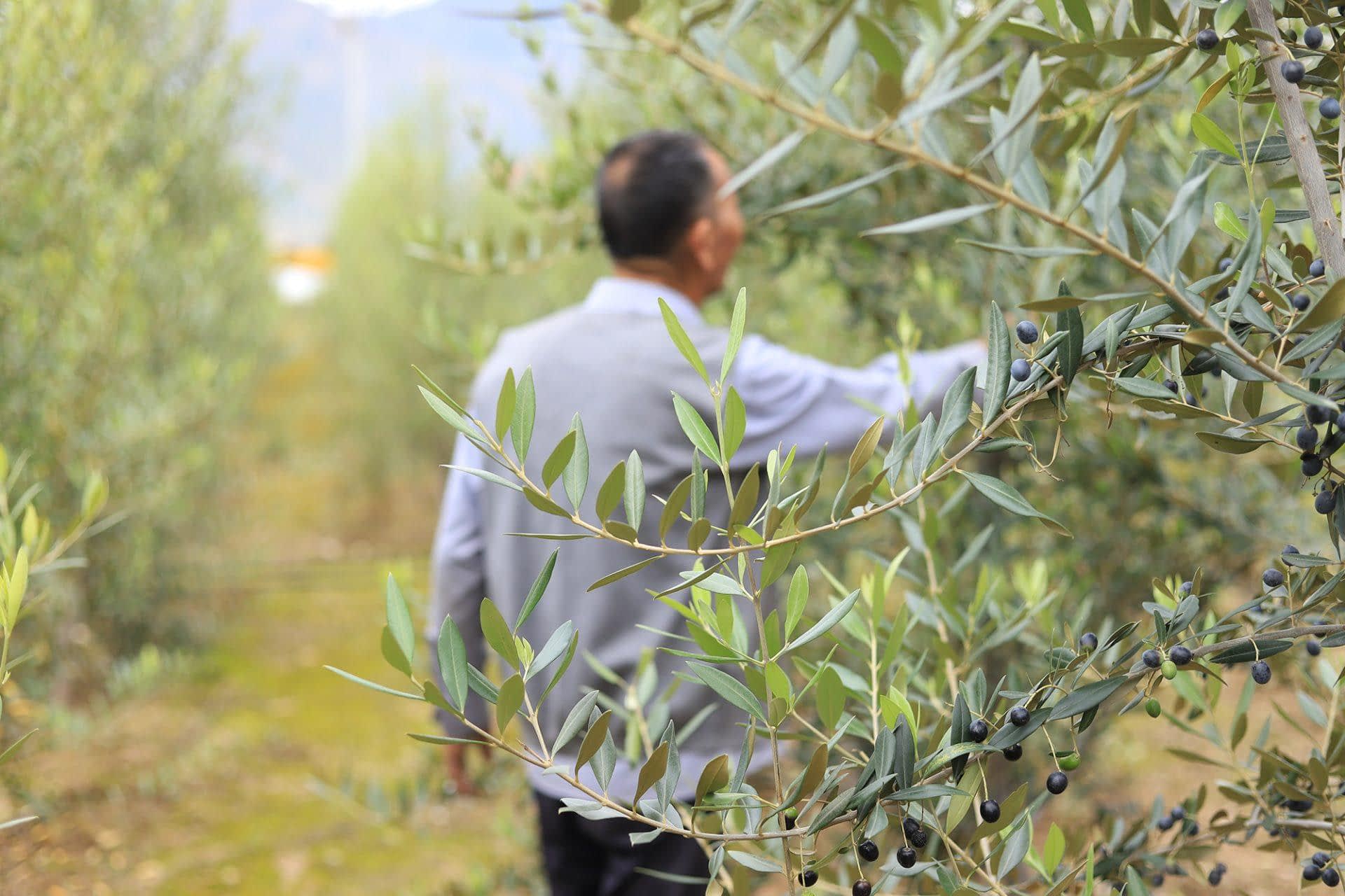 profiles-the-best-olive-oils-production-asia-project-showcases-the-potential-of-chinese-olive-oil-sector-olive-oil-times