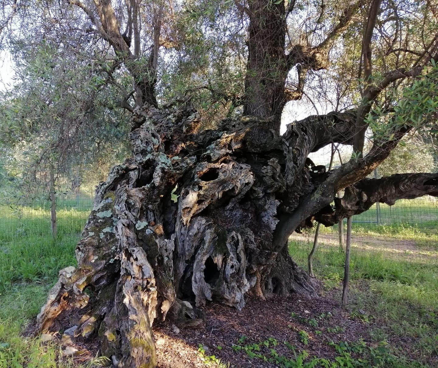 Unveiling the Mystery and Magic Surrounding Tuscany’s Olivo della