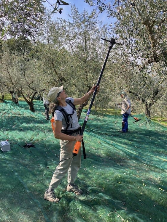 profiles-the-best-olive-oils-production-europe-innovation-yields-worldclass-evoo-from-restored-groves-of-former-monastery-olive-oil-times