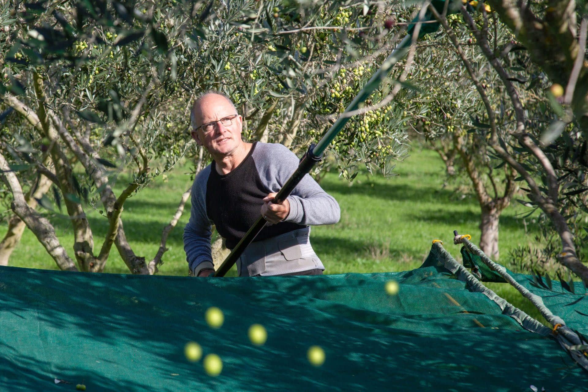 production-business-australia-and-new-zealand-new-zealand-producer-uses-brix-levels-to-determine-ideal-harvest-moment-olive-oil-times