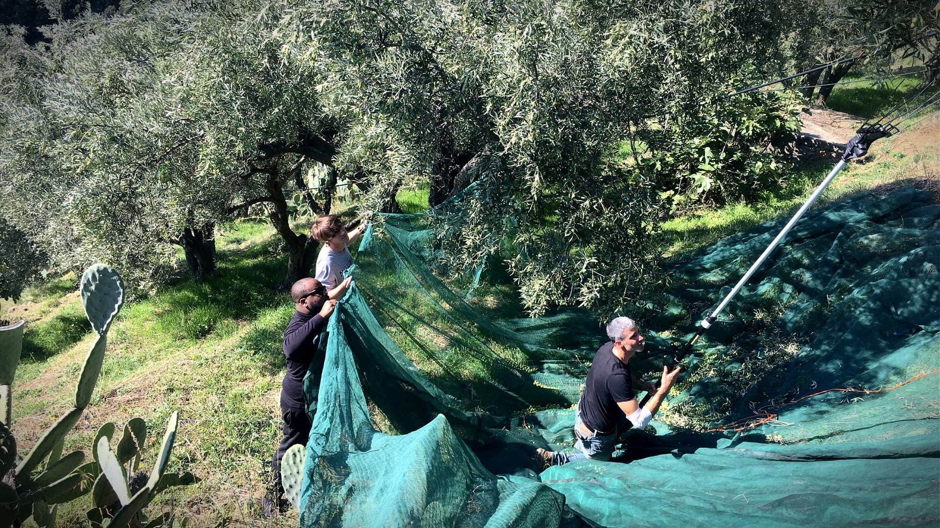 profiles-the-best-olive-oils-production-europe-acclaimed-calabrian-producer-shares-insights-on-blending-organic-farming-and-oleotourism-olive-oil-times