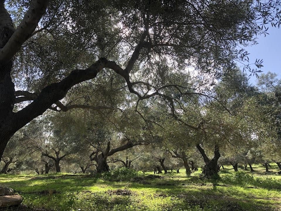 profiles-the-best-olive-oils-production-europe-this-small-but-mighty-producer-takes-a-traditional-cretan-variety-to-new-heights-olive-oil-times