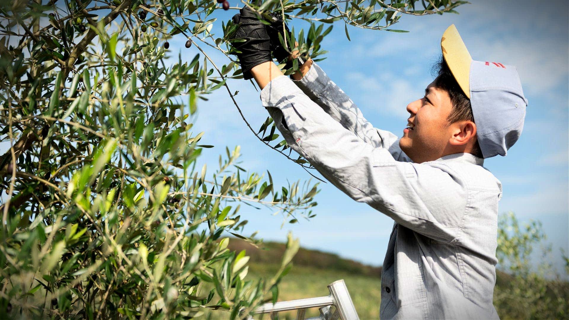 profiles-the-best-olive-oils-production-asia-how-an-experimental-farm-in-japan-gave-rise-to-awardwinning-olive-oil-olive-oil-times