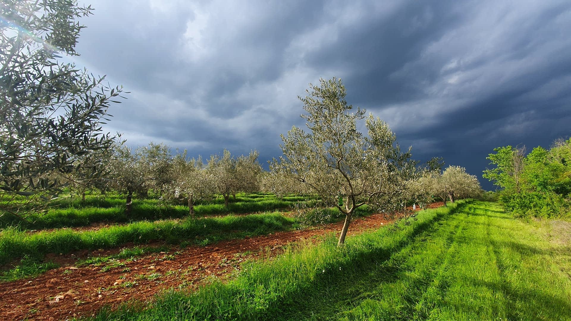 profiles-the-best-olive-oils-production-europe-an-olive-oil-as-unique-as-its-producers-olive-oil-times