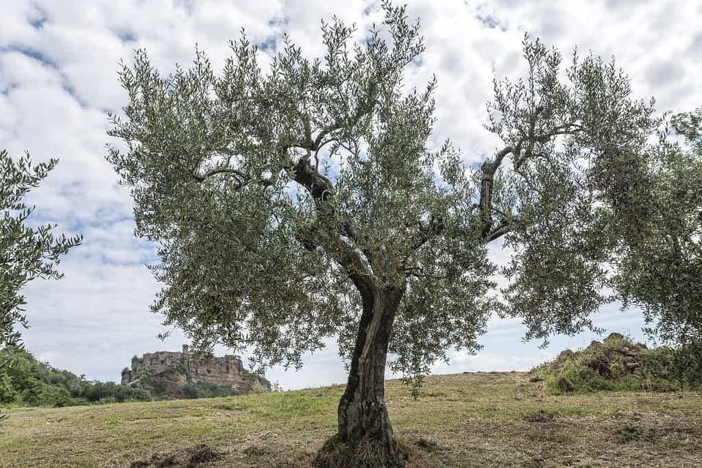 profiles-the-best-olive-oils-production-europe-the-art-of-permaculture-in-central-italy-olive-oil-times