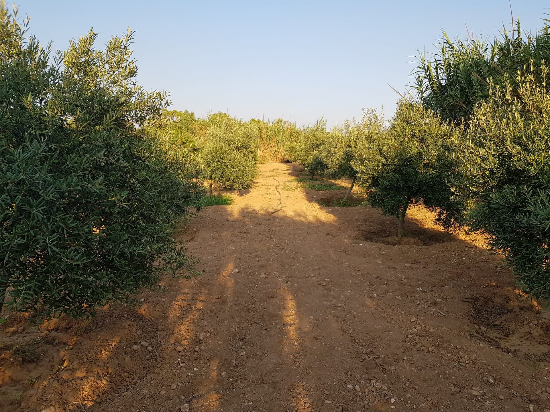 production-business-europe-olive-oil-times