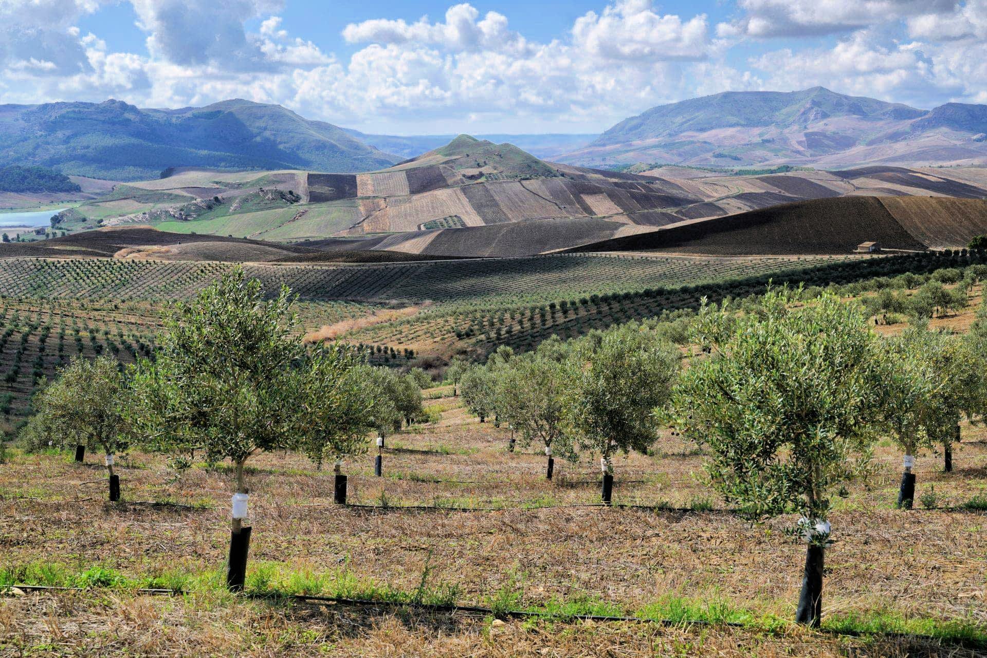profiles-the-best-olive-oils-production-europe-investing-in-community-and-the-environment-through-olive-farming-olive-oil-times