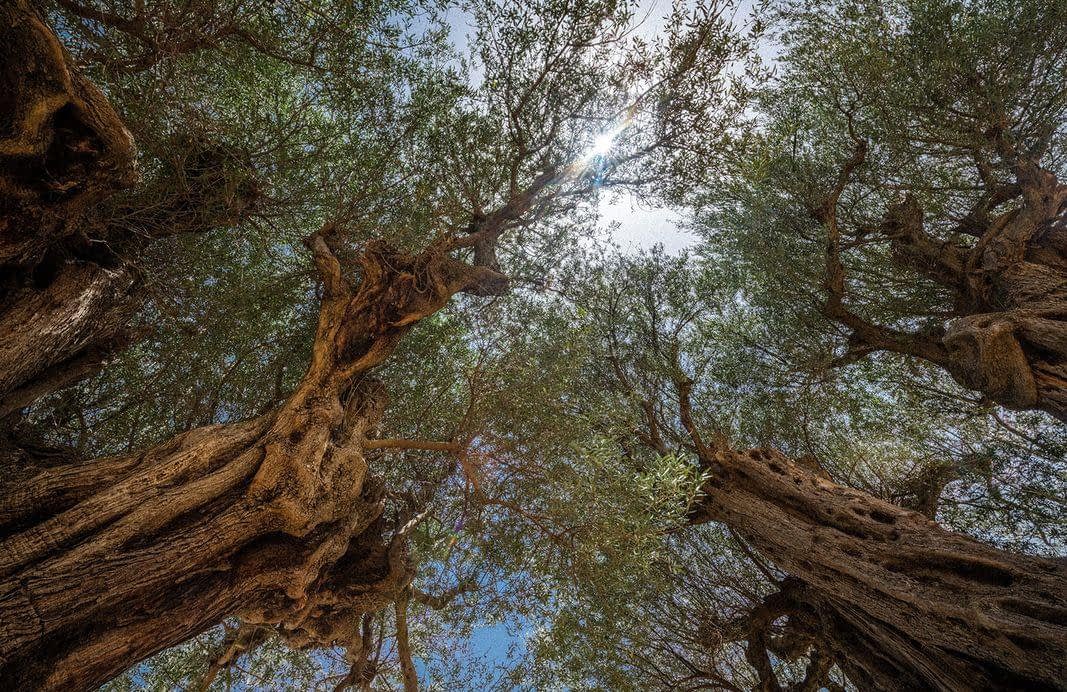 Ένας βραβευμένος Έλληνας παραγωγός που φροντίζει για την υγεία του εδάφους και τις ελιές Πατρινής