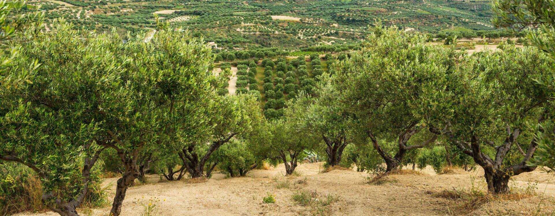 The Rise of Organic Olive Oil in Greece Olive Oil Times