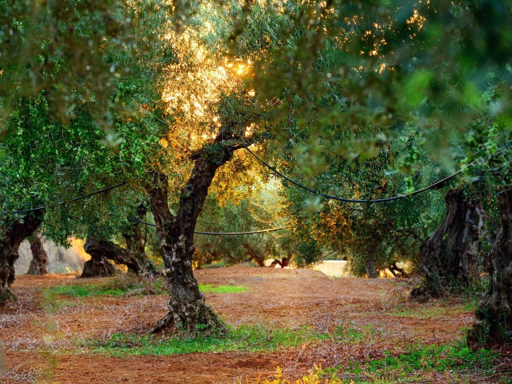 意見生產看到橄欖樹作為一個活生生的橄欖油時代
