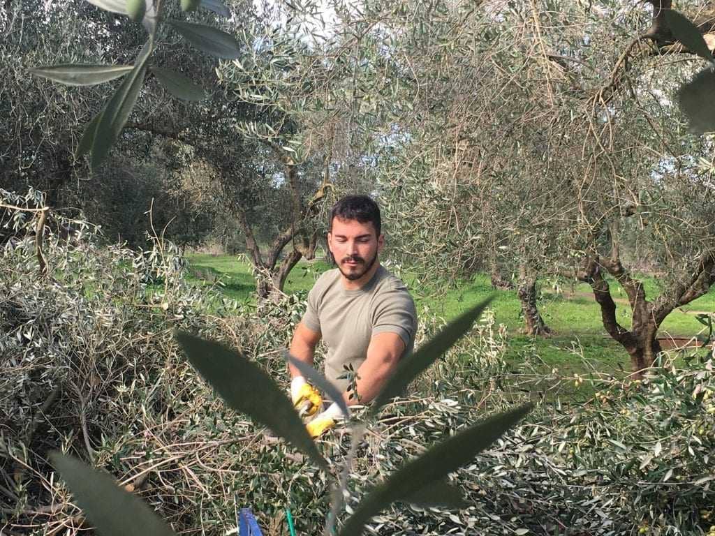 europe-production-business-mounting-concerns-in-greece-as-harvest-nears-olive-oil-times