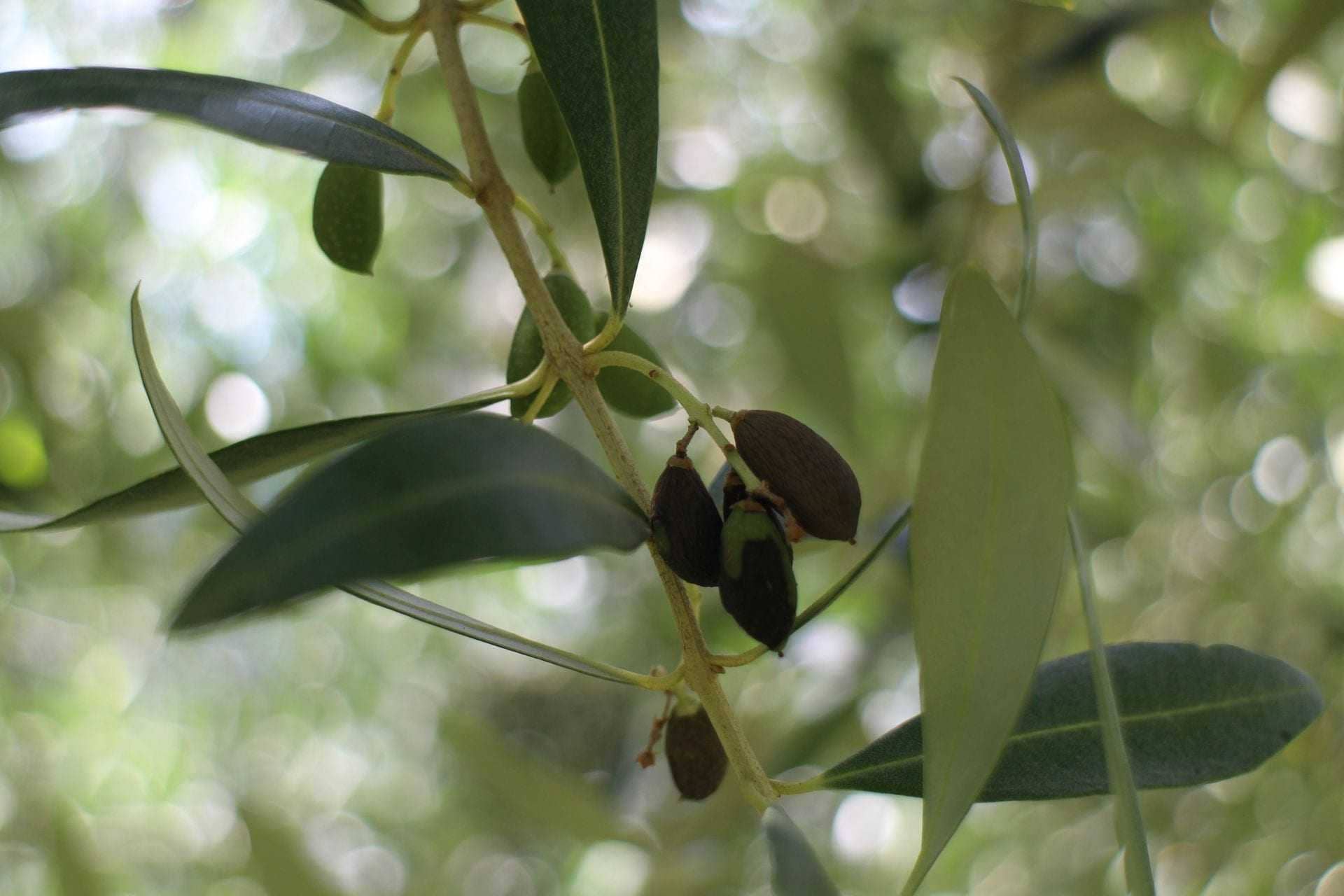 europe-asiatique-bug-peut-etre-cause-de-chute-verte-dans-les-oliviers-chercheurs-trouver-l'huile-d'olive-temps