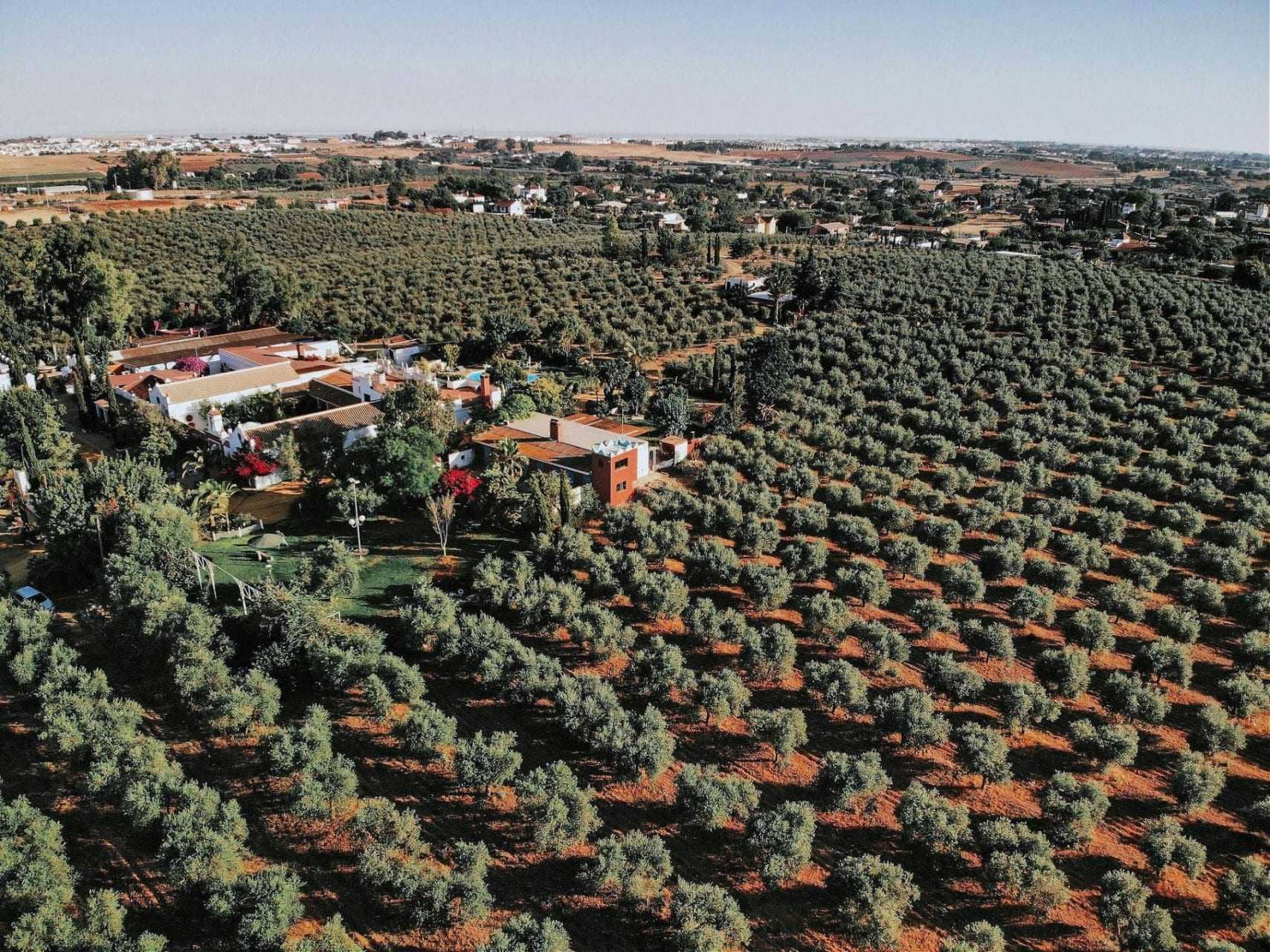 production-mondiale-business-climat-and-covid-inquiet-farmers-preparing-for-harvest-olive-oil-times