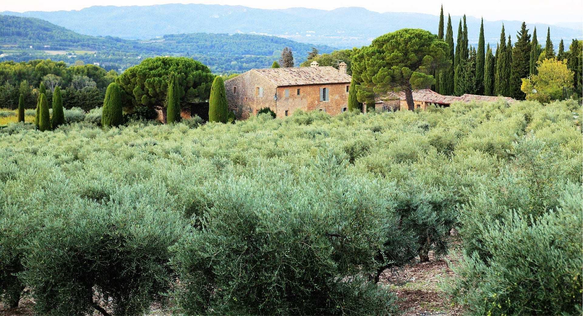 production-mondiale-business-climat-and-covid-inquiet-farmers-preparing-for-harvest-olive-oil-times
