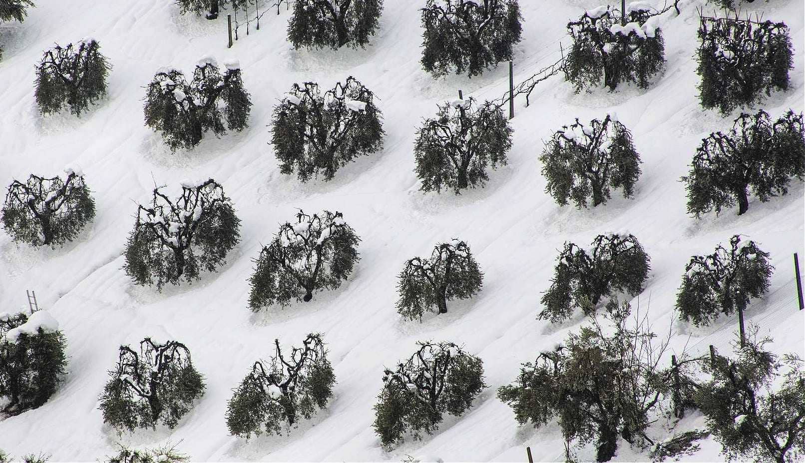 Европа-бизнес-Италия одобряет помощь для мельниц, пострадавших от снежной бури-2018, оливковое масло-время