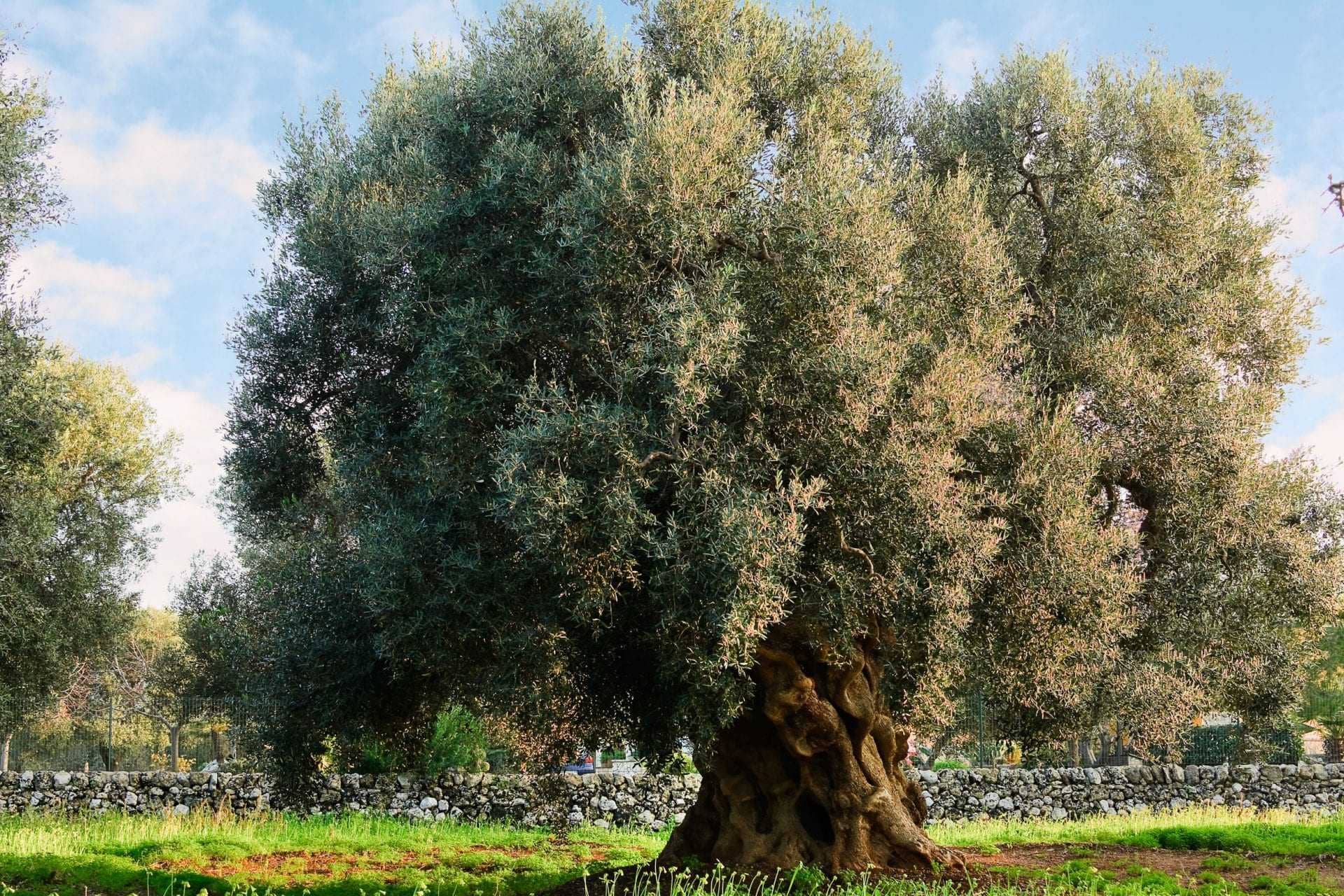ブリーフ-ヨーロッパ-最新-xylella-outbreak-in-puglia-continues-to-spread-olive-oil-times