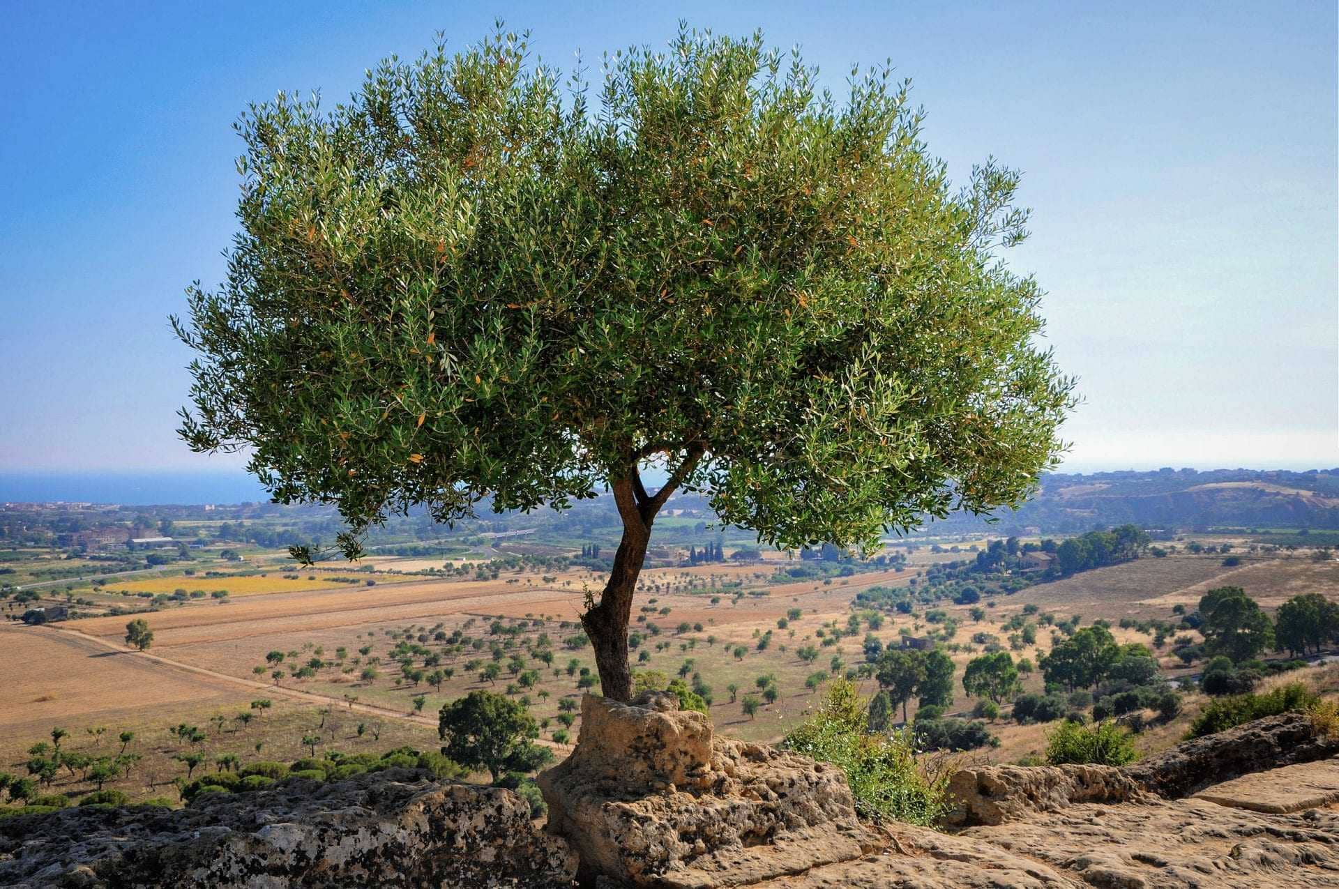 地中海盆地がより暑く乾燥したオリーブオイルの時代になるにつれて、世界の生産課題が待っている生産者