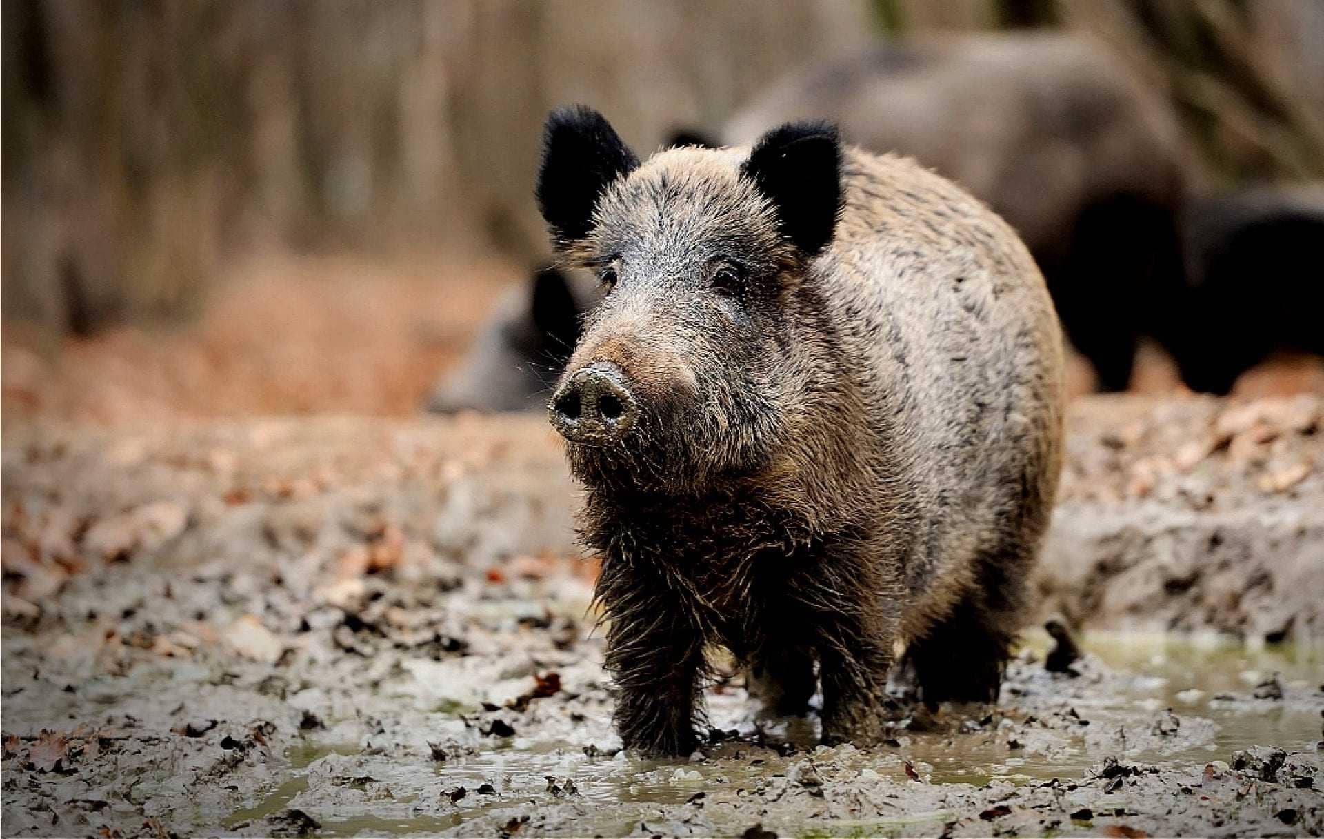 Italian Farmers Want Something Done About Wild Boars - Olive Oil Times