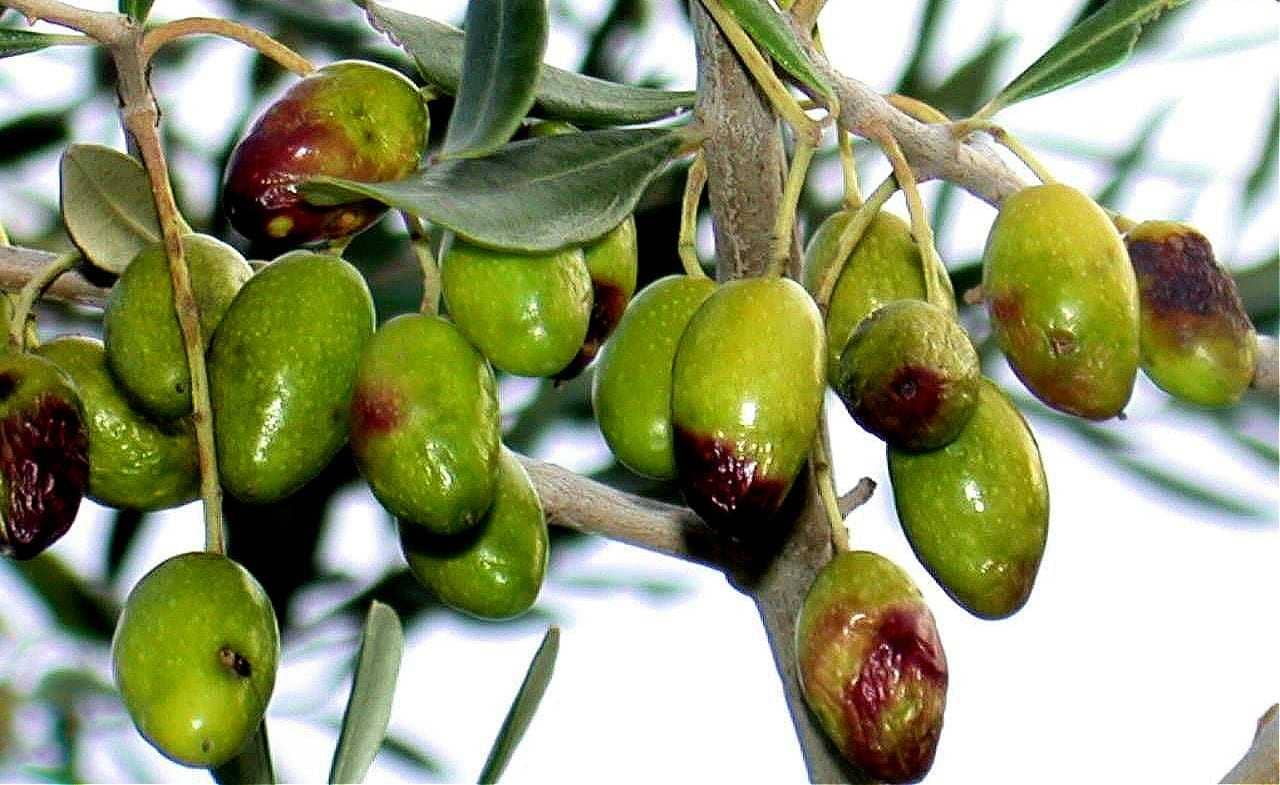 Europa-Produktion-Experten-in-Italien-bieten-Beratung-für-Olivenbauern-Bekämpfung-der-Fruchtfliege-Olivenöl-Zeiten