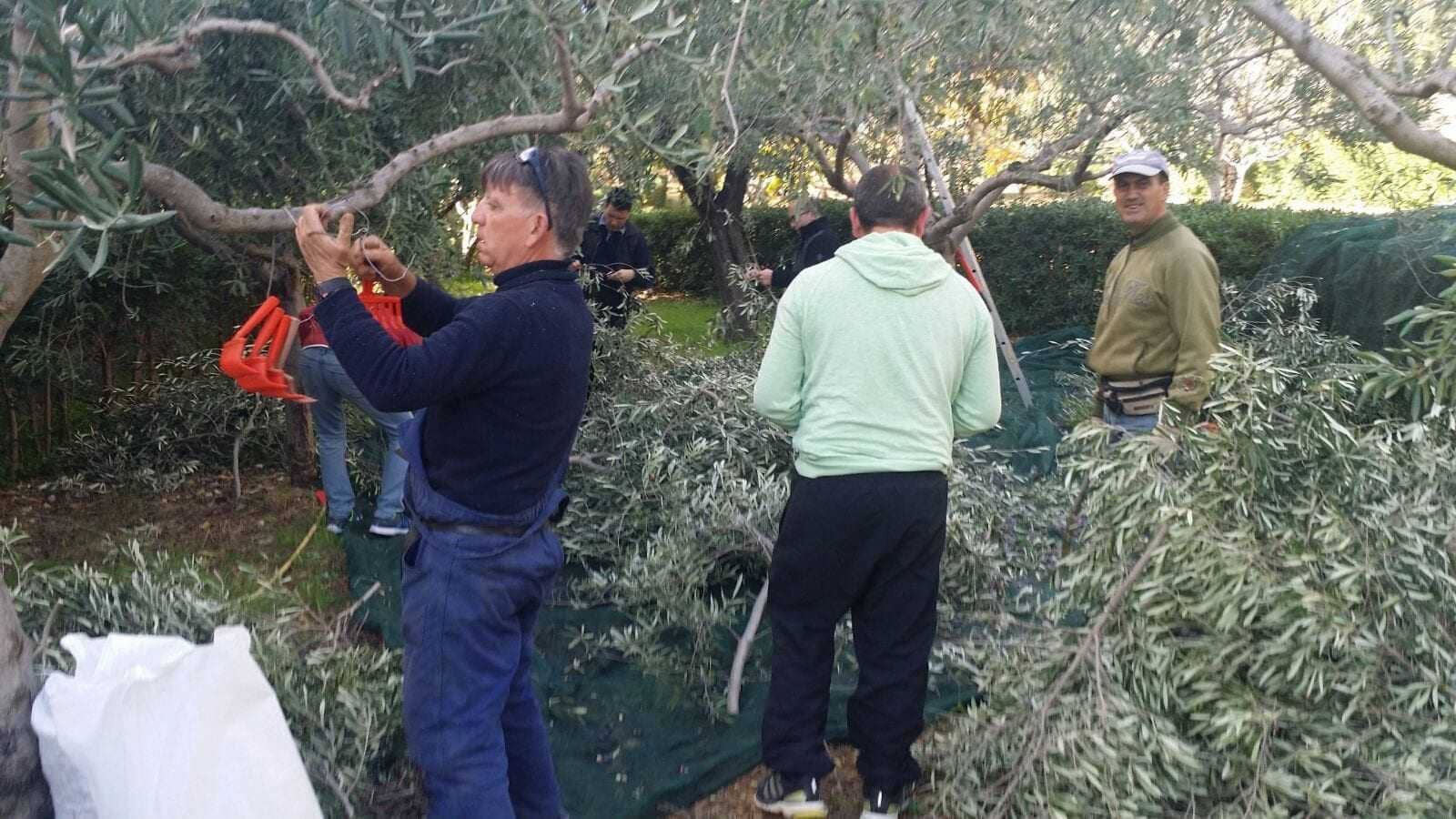 europe-world-production-des-volontaires-donnent-un-coup-de-main-en-italie-la-recolte-des-olives-pour-aider-ceux-dans-le-besoin-le-temps-de-l-huile-d-olive