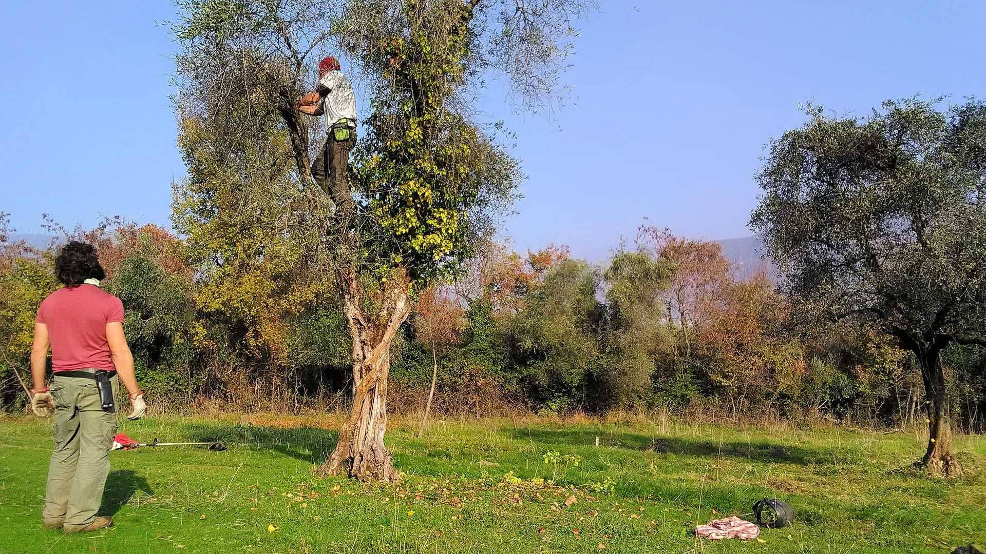 europe-world-production-business-on-shores-of-lake-garda-volunteers-harvest-abandoned-trees-for-charity-olive-oil-times