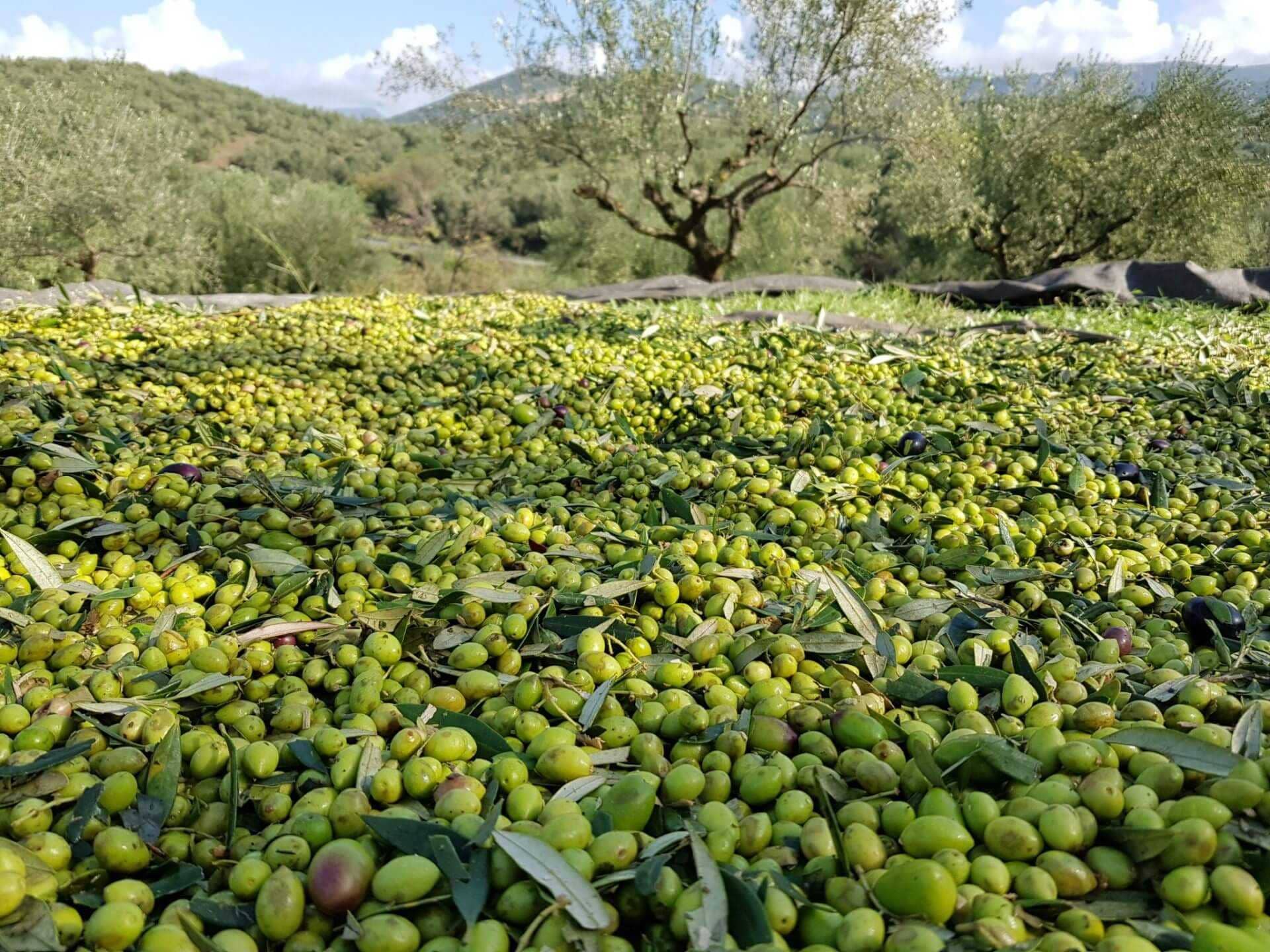ギリシャのヨーロッパ生産ビジネス生産者 - 困難な収穫に適応する - オリーブオイルの時代