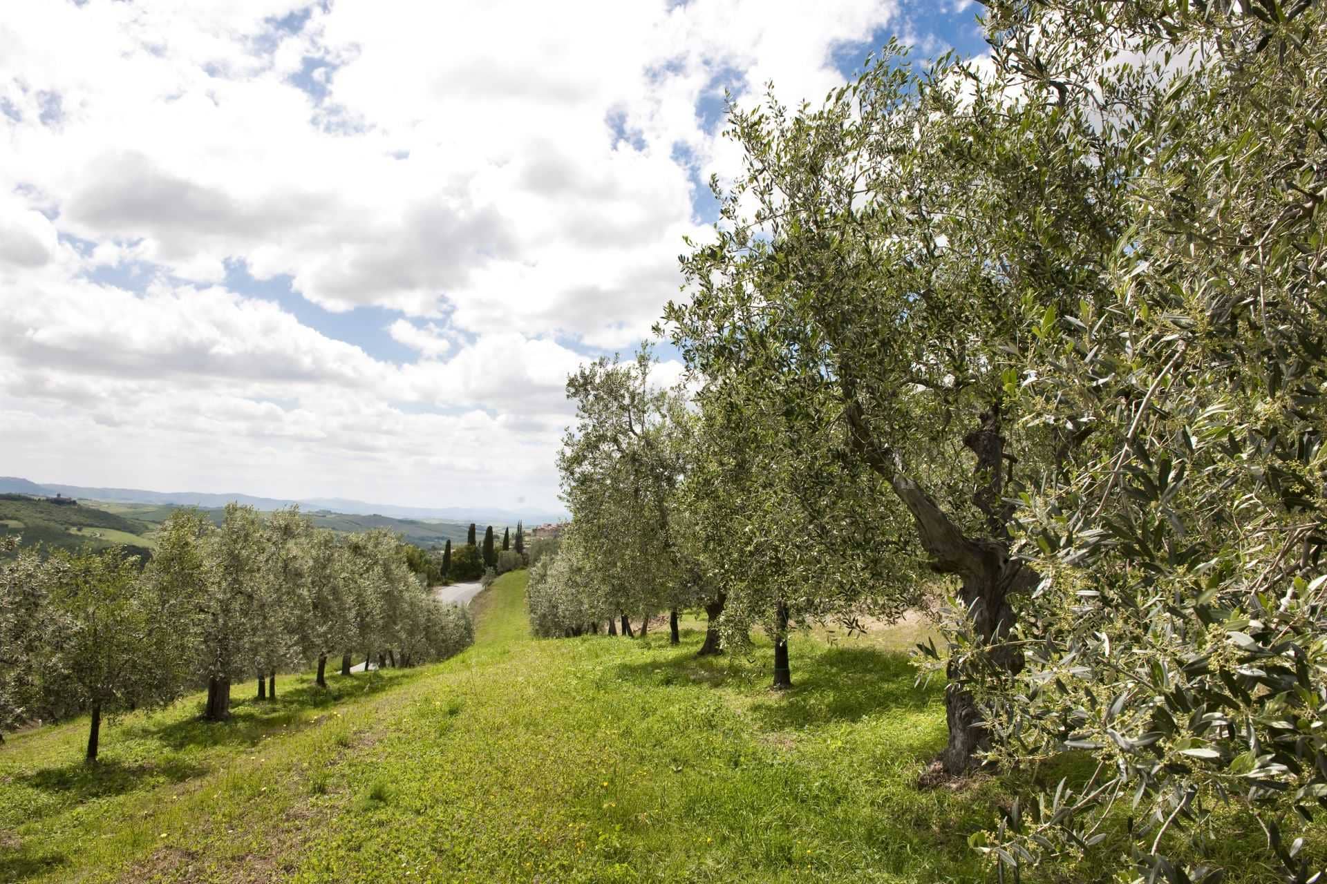 ブリーフ-生産-消費-輸出-イタリア-pdos-and-pgis-keep-growing-olive-oil-times