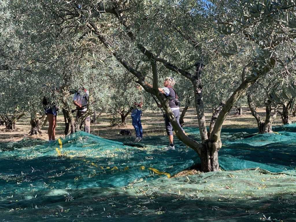europe-production-business-production-rebounds-in-france-med-climatic-challenges-olive-oil-times