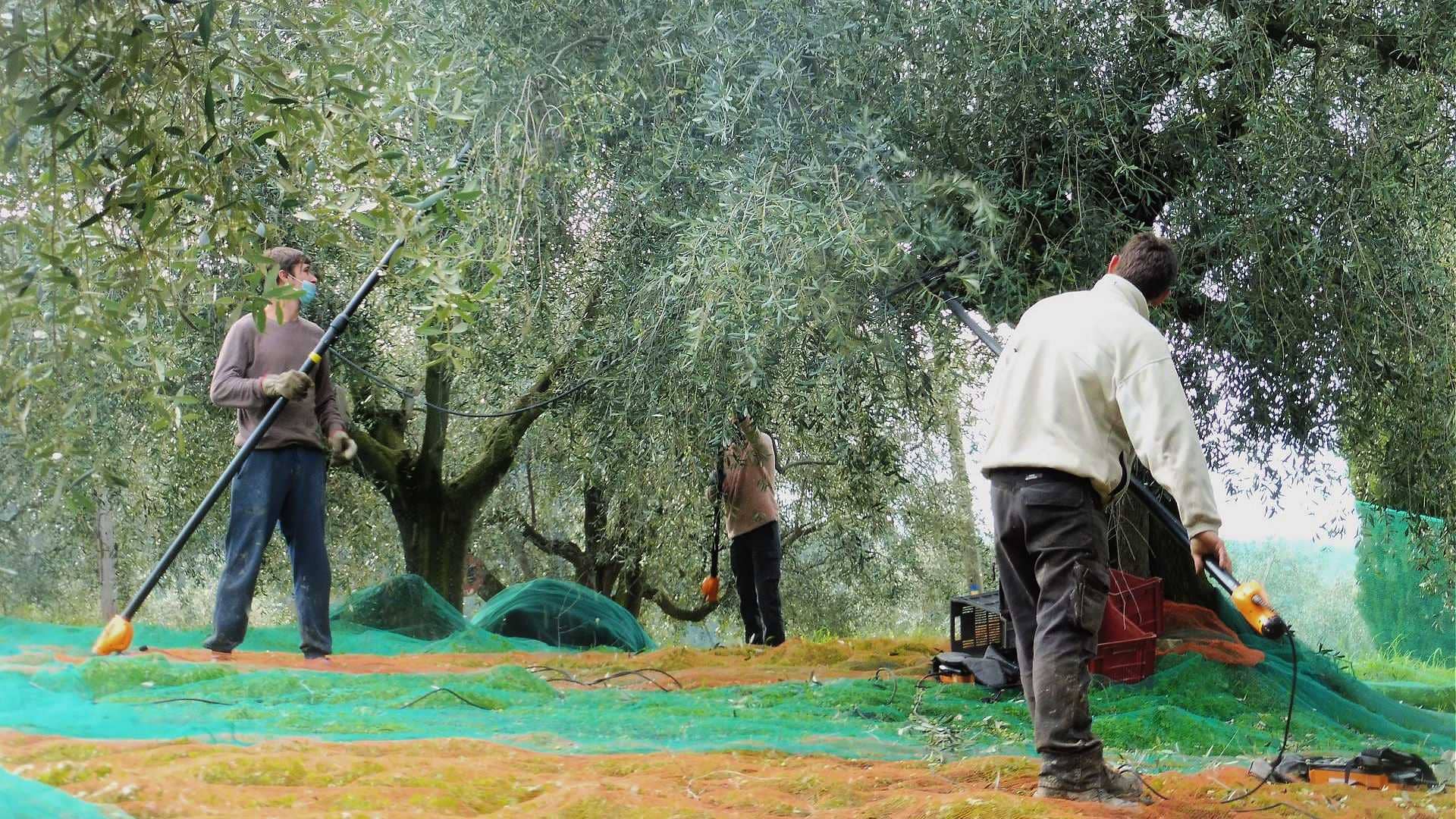 europe-production-business-production-rebounds-in-france-med-climatic-challenges-olive-oil-times
