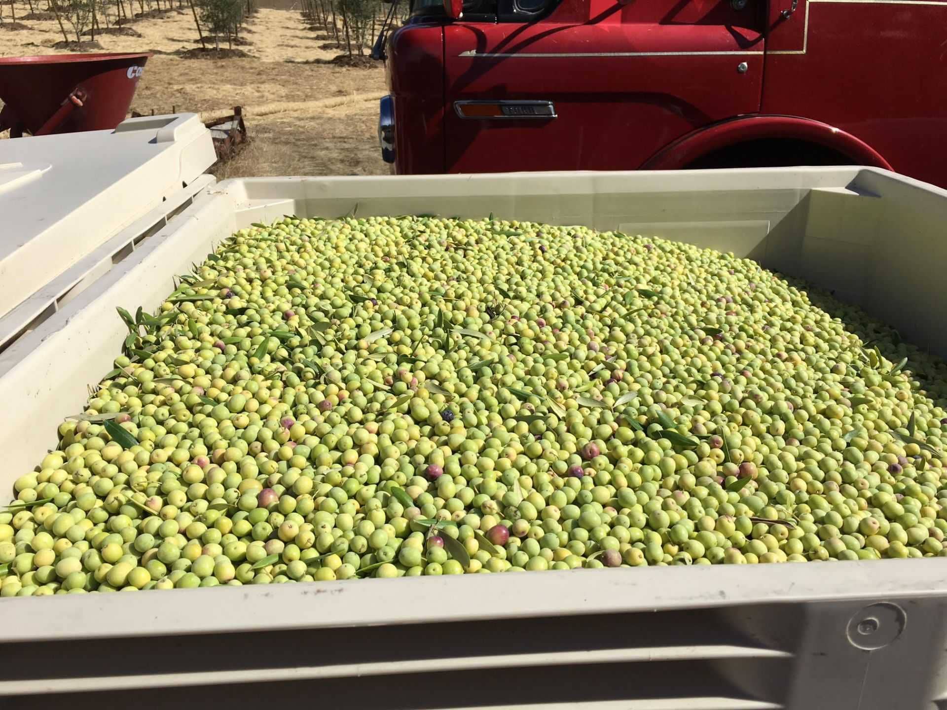 profiller-üretim-california-çiftçi-sürekli-değişim-zeytinyağı-zamanlarına uyum sağlamayı öğrenir