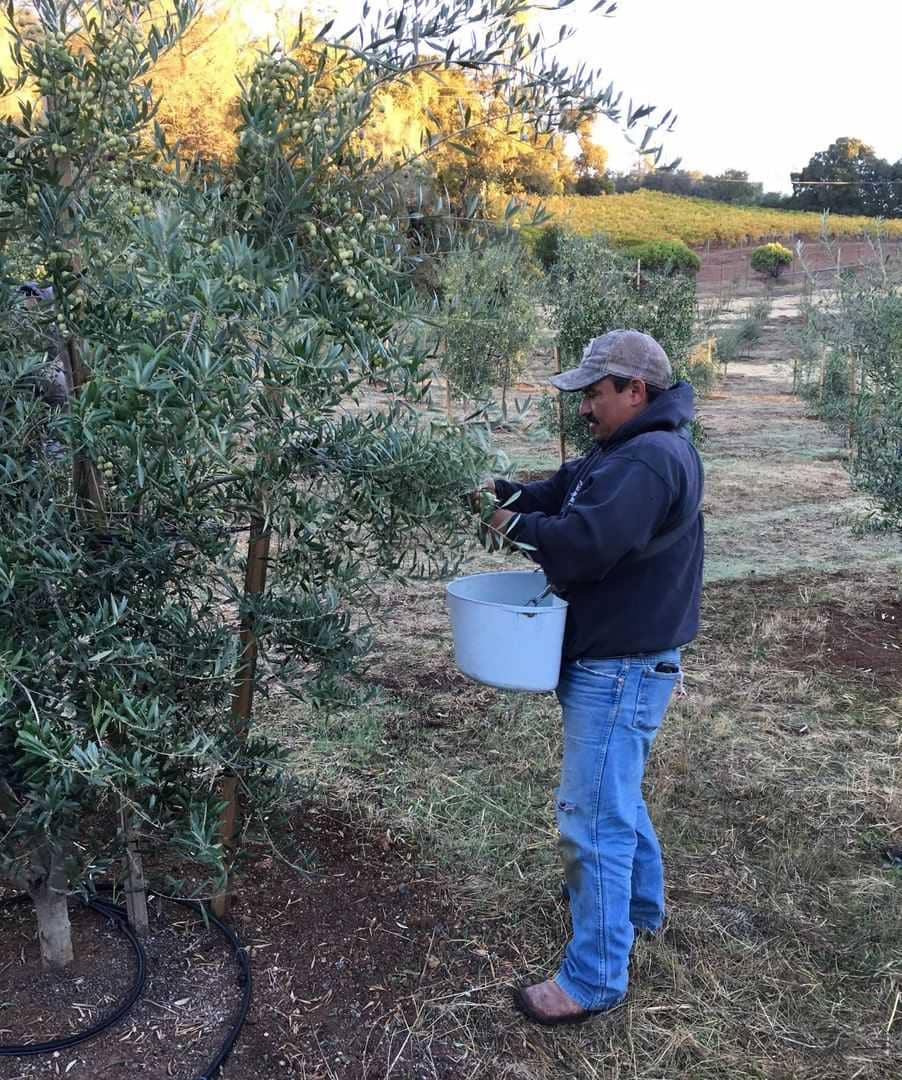profiles-production-california-farmer-learns-to-adapt-to-constant-change-olive-oil-times