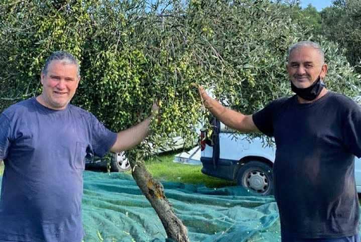 europe-production-business-producers-in-greece-adapt-to-challenging-harvest-olive-oil-times